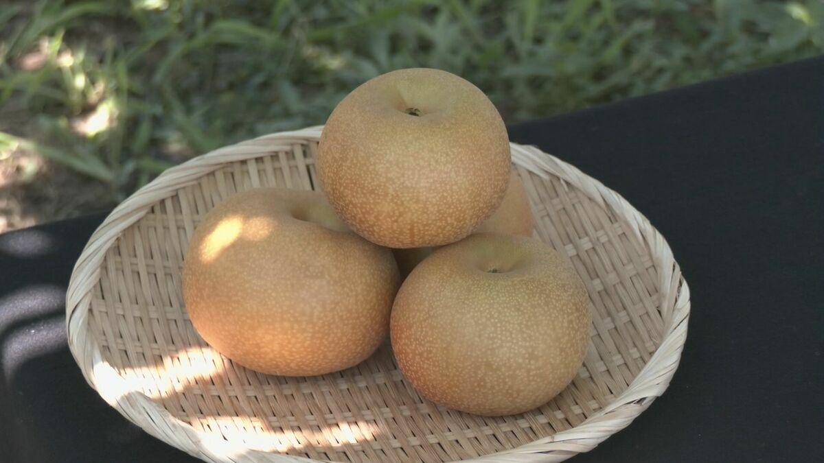 愛知･安城市で生まれたナシ｢甘ひびき｣収穫スタート 天候に恵まれ生育は順調  ｢食感も甘みも楽しんでもらえる｣