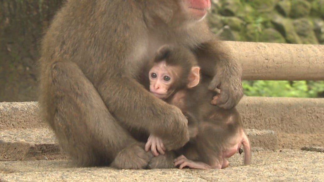 高崎山でサルのベビーラッシュ　山の食べ物に恵まれ「100匹」誕生の見込み　大分