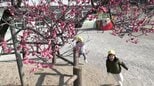「うめ～！かわいい」園児の歓声響く園庭　大船渡で樹齢100年以上の早咲き紅梅が濃いピンク色に　2月の暖かさで一気に七分咲き　|　IBC NEWS | IBC岩手放送