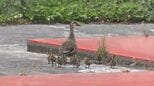病院の中庭をヨチヨチ…カルガモのひな12羽誕生　母親のあとを追い元気に水浴び　盛岡市　|　IBC NEWS | IBC岩手放送