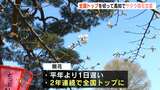 「開花したサクラの下での花見は最高です」笑顔はすでに満開に!2年連続全国トップでサクラ開花宣言【高知】 | 高知のニュース・天気|KUTV NEWS | KUTVテレビ高知