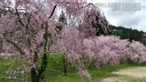 120本が咲き誇る“中継集落のしだれ桜”「“新潟県で一番最後の花見”になるので多くの人に来てもらいたい」 新潟・村上市|TBS NEWS DIG