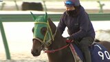盛岡競馬場で本馬場を開放しての本格的な調教スタート 競走馬と厩舎関係者がダートの感触を確かめる|TBS NEWS DIG