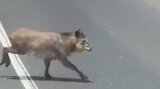 市街地で“カモシカ”が駆ける・跳ぶ　車通りの激しい車道を横切り姿を消す…　青森県八戸市　【動画あり】　|　青森のニュース│ATV NEWS│青森テレビ