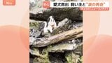 ニュージーランドで愛犬「モリー」救出の瞬間　滝に落ちた飼い主の女性と感動の再会　ヘリコプターの捜索費用約100万円は寄付で|TBS NEWS DIG