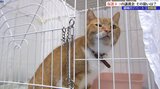 盛岡市内のデパートで保護ネコ譲渡会を初開催 NPOやデパートの狙いとは?|TBS NEWS DIG