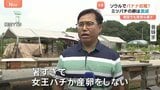 韓国でも異常な暑さ続く “カボチャがパサパサ”“ミツバチにも異変” 食べ物だけでなく生物にも影響 熱中症2868人、16人死亡|TBS NEWS DIG