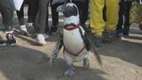 「安全キープ」を! ケープペンギンと警察が小学生の登校を見守り 「子どもたちの心に残れば」 愛知・一宮市|TBS NEWS DIG