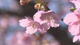 カワヅザクラ見ごろ　例年より２週間ほど遅く　島根県江津市　|　BSSニュース | BSS山陰放送