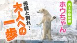 『ホッキョクグマのホウちゃん』も大人への１歩！母親イッちゃんがお引っ越し...背景にある「頭数減少」と「簡単ではない繁殖」|TBS NEWS DIG