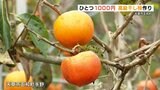 ひとつ1000円の高級干し柿作り | 熊本のニュース|RKK NEWS|RKK熊本放送