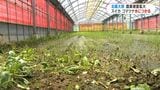 出荷前のスイカやコマツナが…被害額は150万円超　農作物や農業施設の大雨被害の全容見えず　鹿児島県が調査進める|TBS NEWS DIG