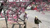 「うめ～！かわいい」園児の歓声響く園庭　大船渡で樹齢100年以上の早咲き紅梅が濃いピンク色に　2月の暖かさで一気に七分咲き　|　IBC NEWS | IBC岩手放送