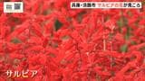 「色鮮やかでとてもきれい」丘一面を赤や青で鮮やかに彩る 12万本のサルビアの花が見ごろ 兵庫・淡路島|TBS NEWS DIG