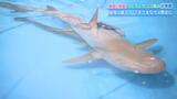 「昼間は穴の中に頭を突っ込んで寝ている」 サメ・ネムリブカの生態は… いよてつ高島屋で水族館　|　愛媛のニュース - Nスタえひめ｜あいテレビは6チャンネル