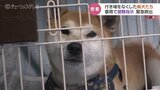 行き場失ったあの“柴犬たち”が緊急避難　大雨で立山町に土砂災害警戒情報　豪雨からの救出に密着　富山　|　富山のニュース｜天気・防災｜チューリップテレビ
