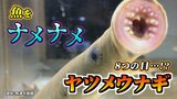生きた古代魚「ヤツメウナギ」吸盤の口と鋭い歯で “ナメナメ” …ウナギだけど “うなぎ” でない!学芸員に聞いた “知られざる生態” 富山・魚津市|TBS NEWS DIG