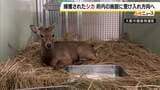 大阪市内で捕獲の「シカ」　奈良は受け入れ困難との見解示すも…府内の施設での受け入れへの調整進む|TBS NEWS DIG