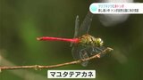 ツリフネソウに赤トンボ　蒸し暑い中トンボ自然公園に秋の気配|TBS NEWS DIG