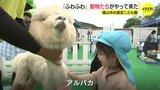 「ふわふわ」「かわいい」 動物たちがこども園にやって来た　園児がふれあい　|　RCC NEWS | 広島ニュース | RCC中国放送