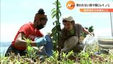 南伊豆町の段々畑でレモンの植え付け(静岡県) | 静岡のニュース | SBSNEWS | 静岡放送