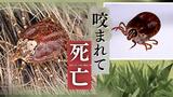 マダニに足を咬まれた女性が１２日後に死亡、ＳＦＴＳウイルスによるダニ媒介感染症　|　福岡のニュース｜RKB NEWS｜RKB毎日放送