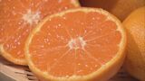 「1時間ほど冷やしてから食べるとおいしい」 お中元で人気 皮が薄くて甘みが強い「蒲郡温室みかん」の出荷始まる 愛知 | 名古屋・愛知・岐阜・三重のニュース【CBC news】 | CBC web