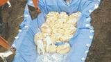 「高病原性鳥インフル」県内初確認 1万7000羽殺処分進む 農水省に養鶏場への支援要望 福島 | 福島のニュース│TUF