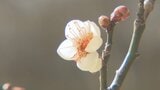 富山市「内山邸」で梅のシーズン　白梅が3分咲き、3月中旬並みの陽気で開花進む　2月下旬からの見ごろを前に初春の撮影も　|　富山のニュース｜天気・防災｜チューリップテレビ