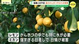 レモンの島で猛暑と水不足に戦う若き農家 「我が子のような」かんきつを守るため 今年も残暑が厳しく長い予想|TBS NEWS DIG