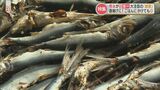うまみも香りも抜群 熊本が日本一!大注目の「雑節」の魅力に迫る | 熊本のニュース|RKK NEWS|RKK熊本放送