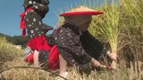 中世の田園風景 ユネスコ未来遺産に登録された豊後高田市「田染荘」の収穫祭 | 大分のニュース|OBS NEWS|大分放送