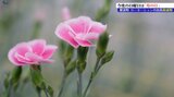 もうすぐ母の日 岩手・紫波町の花き農家はカーネーションの出荷が最盛期|TBS NEWS DIG