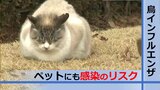 「鳥の横綱級の感染症」鳥インフルエンザ 犬や猫・ペットにも感染のリスク 専門家「感染対策を」 | 山形のニュース│TUYテレビユー山形