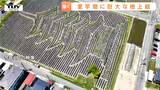 里芋畑に羽黒山五重塔!? 巨大な地上絵に込められた「芋煮を世界に発信したい」生産者の願い(山形市)|TBS NEWS DIG