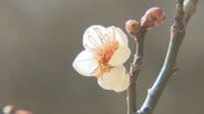 富山市「内山邸」で梅のシーズン　白梅が3分咲き、3月中旬並みの陽気で開花進む　2月下旬からの見ごろを前に初春の撮影も　|　富山のニュース｜天気・防災｜チューリップテレビ