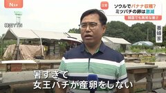 韓国でも異常な暑さ続く “カボチャがパサパサ”“ミツバチにも異変” 食べ物だけでなく生物にも影響　熱中症2868人、16人死亡| TBS CROSS DIG with Bloomberg