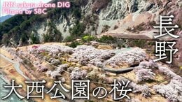 大西公園の桜 長野県大鹿村【JNN sakuraドローンDIG】|TBS NEWS DIG