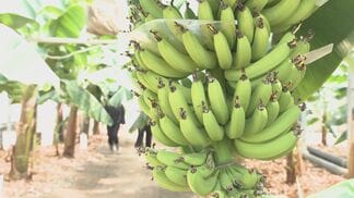 別府温泉の蒸気でバナナ栽培、年間4万本の安定生産に成功 ライチやマンゴーにも挑戦 “サステナブル農業”の新たなかたち | 大分のニュース|OBS NEWS|大分放送