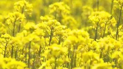 一面黄色！菜の花のじゅうたん・八重桜との競演も 長野・小布施町