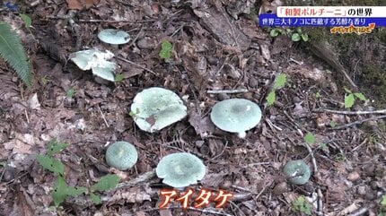山林の中だけではなく街中でも採れる？和製ポルチーニに迫る