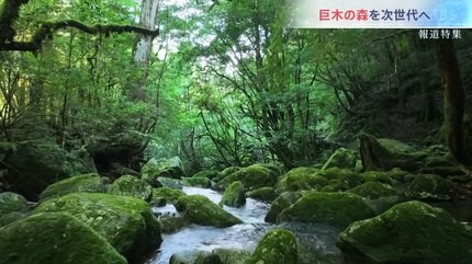 縄文杉より大きい木が、何本も残っている」屋久島、未知の巨木が残る