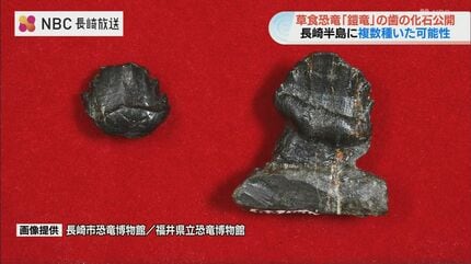 長崎】約8000万年前の“鎧竜”の歯の化石を新発見 世界的にも珍しい複数