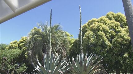 超巨大 アガベ リュウゼツラン