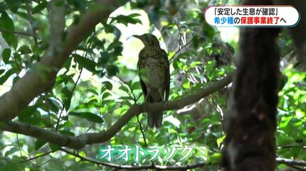国内初 希少種の保護増殖事業完了の見通し 奄美市で検討会 | 鹿児島の