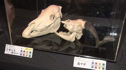 動物の歯はこんなに違う！ 沖縄こどもの国で企画展 | 沖縄のニュース