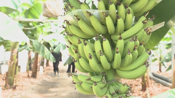 別府温泉の蒸気でバナナ栽培、年間4万本の安定生産に成功 ライチやマンゴーにも挑戦 “サステナブル農業”の新たなかたち | 大分のニュース|OBS NEWS|大分放送