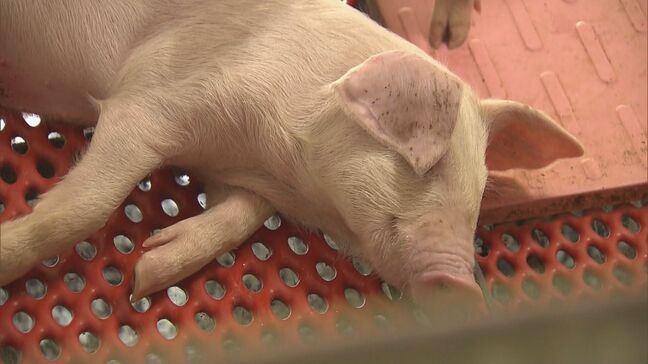 豚も“夏バテ” 連日の猛暑でブランド豚にも異変が… 成長するのに通常より時間がかかることも  三重･伊賀市の養豚場|TBS NEWS DIG