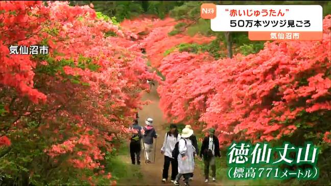 「わぁーっていう感じ、言葉が出ない」徳仙丈山で50万本のツツジ見ごろ 宮城・気仙沼市 |TBS NEWS DIG