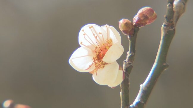 富山市「内山邸」で梅のシーズン　白梅が3分咲き、3月中旬並みの陽気で開花進む　2月下旬からの見ごろを前に初春の撮影も|TBS NEWS DIG